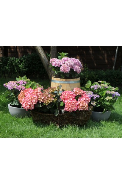 Гортензия Adula в контейнере